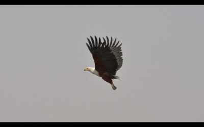 Origine degli uccelli